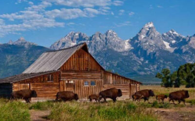 YELLOWSTONE & the WILD WEST